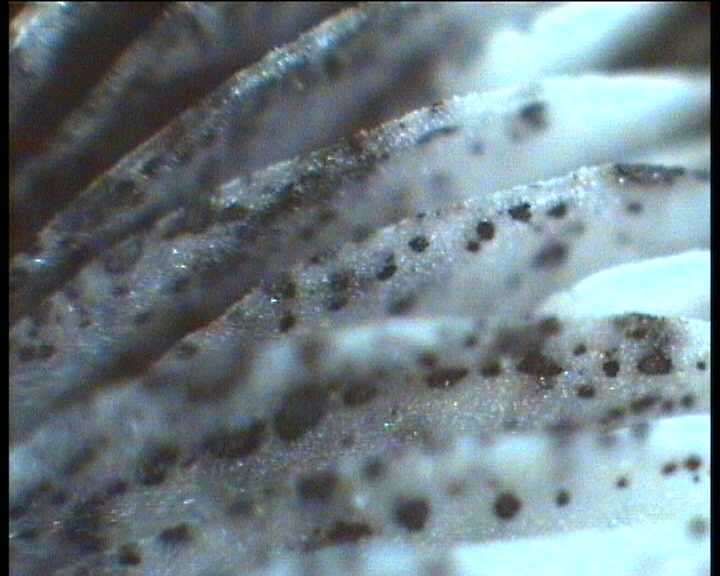 Hydropus atramentosus (Kalchbr.) Kotl. & Pouz.